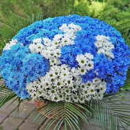 Large blue and white basket of chrysanthemums