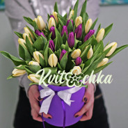 31 тюльпан в коробці білий фіолетовий купити з доставкою